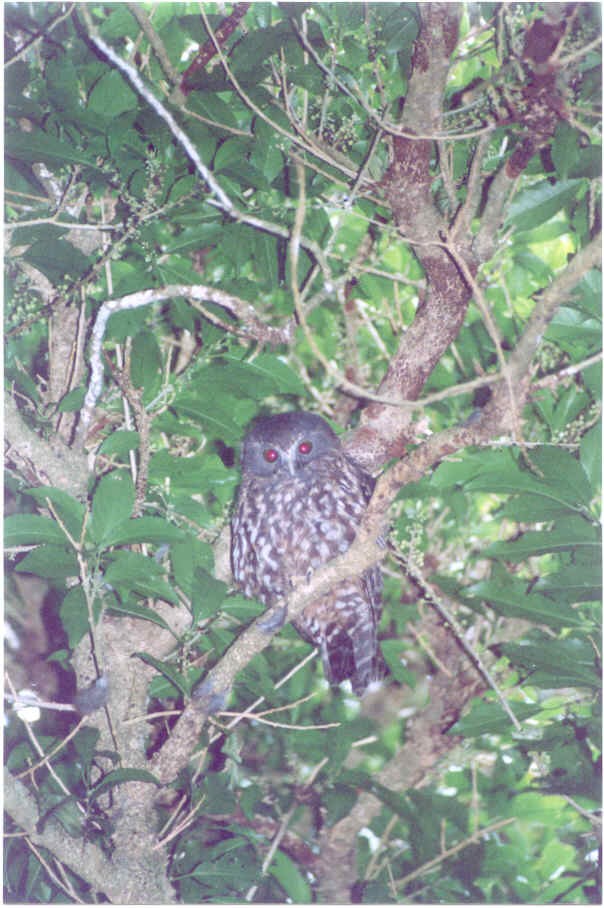 Morepork - Mark Fraser