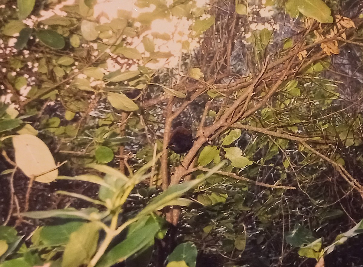 North Island Saddleback - ML615531287