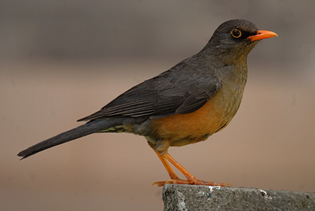 Abyssinian Thrush - ML615531292