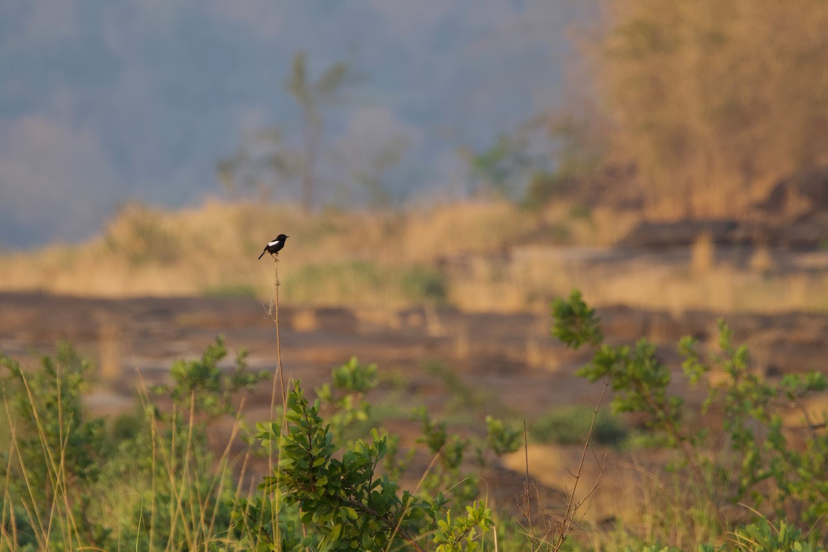 Pied Bushchat - ML615531306