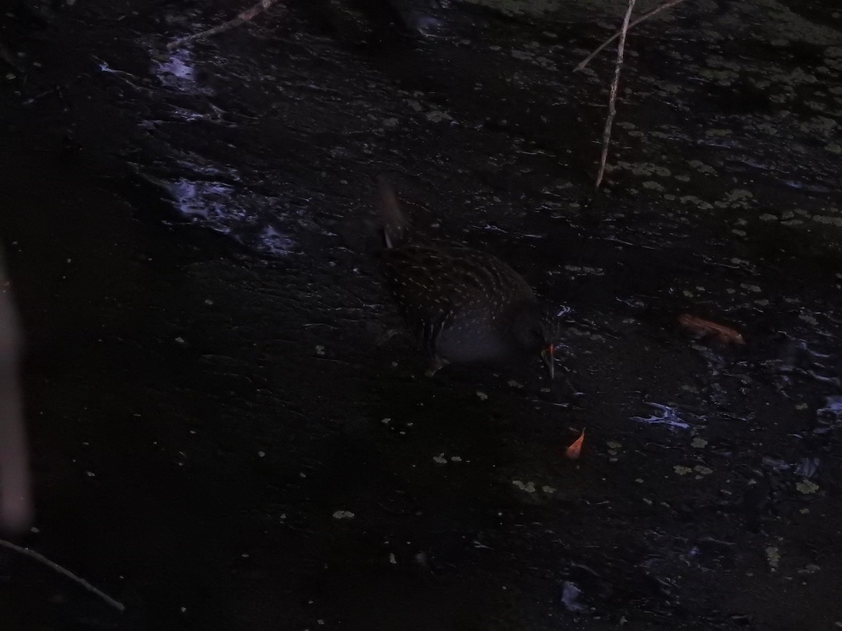 Australian Crake - Finn Craig-Harding