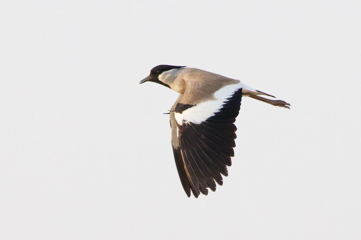 River Lapwing - ML615531310