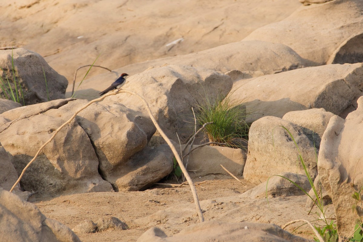 Golondrina Colilarga - ML615531317