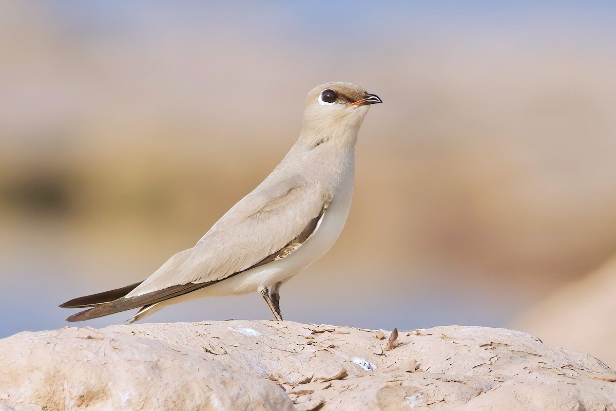 Small Pratincole - ML615531322