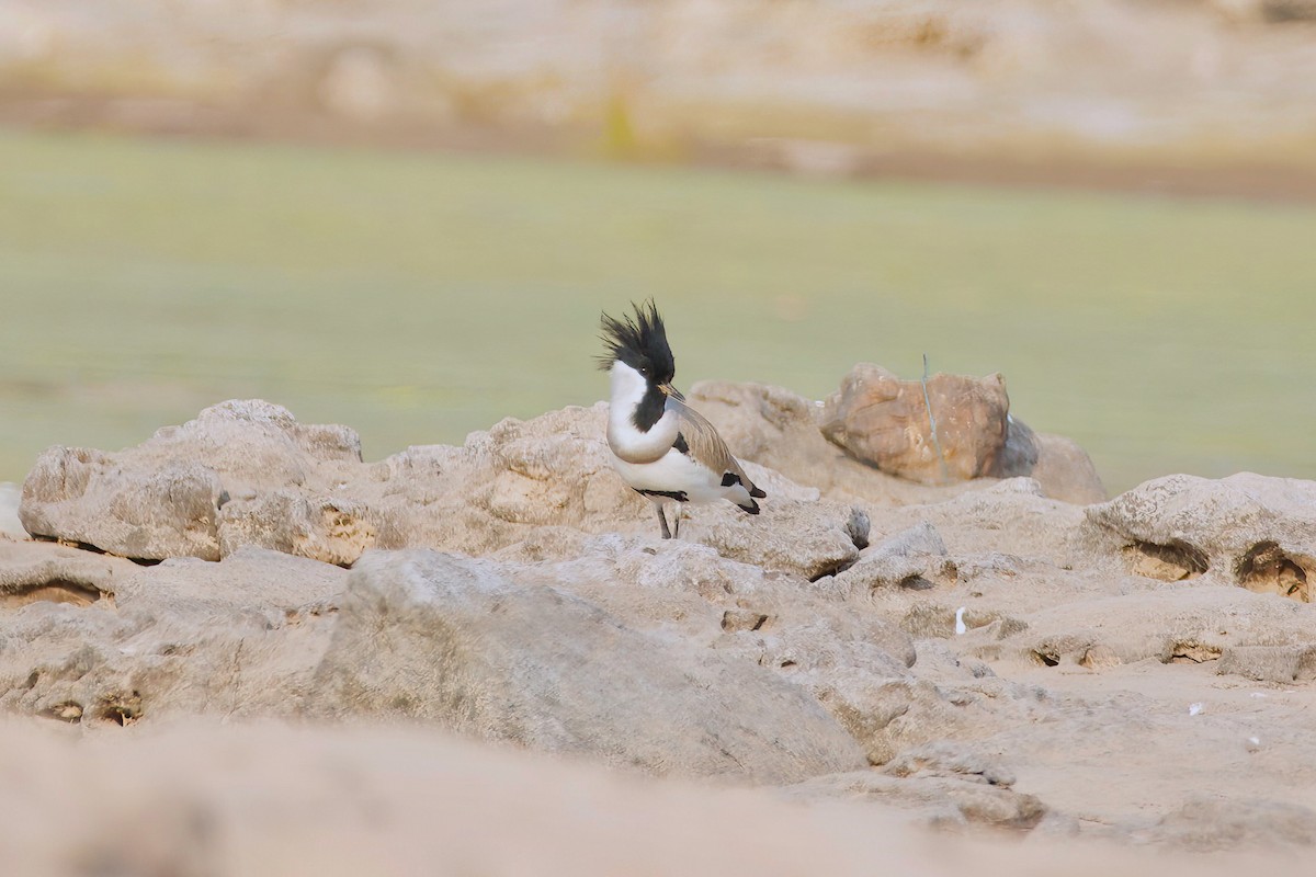 River Lapwing - ML615531323