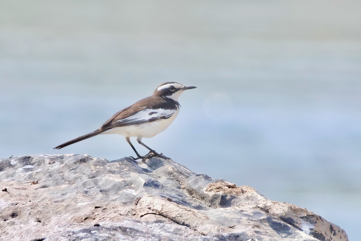 Mekong Wagtail - ML615531337