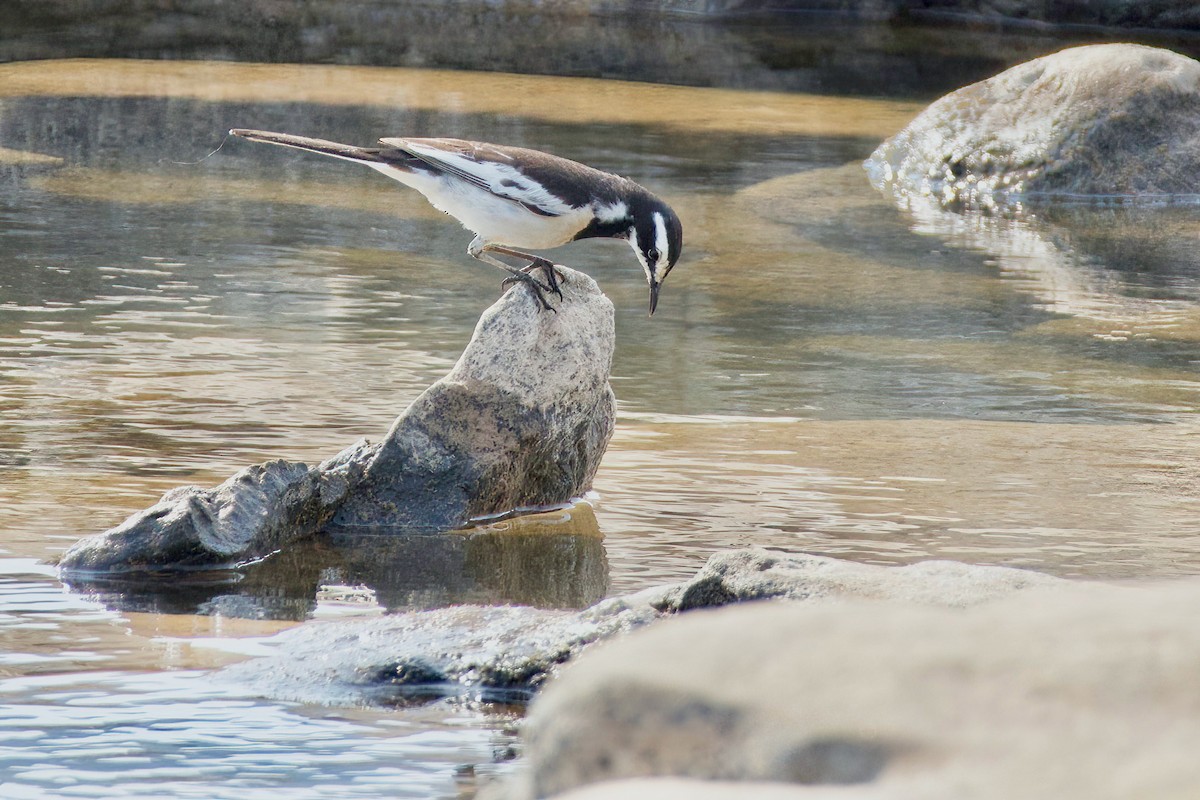 Mekong Wagtail - ML615531339