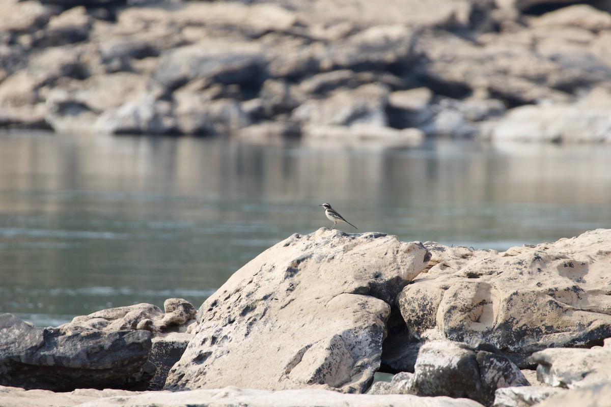 Mekong Wagtail - ML615531340