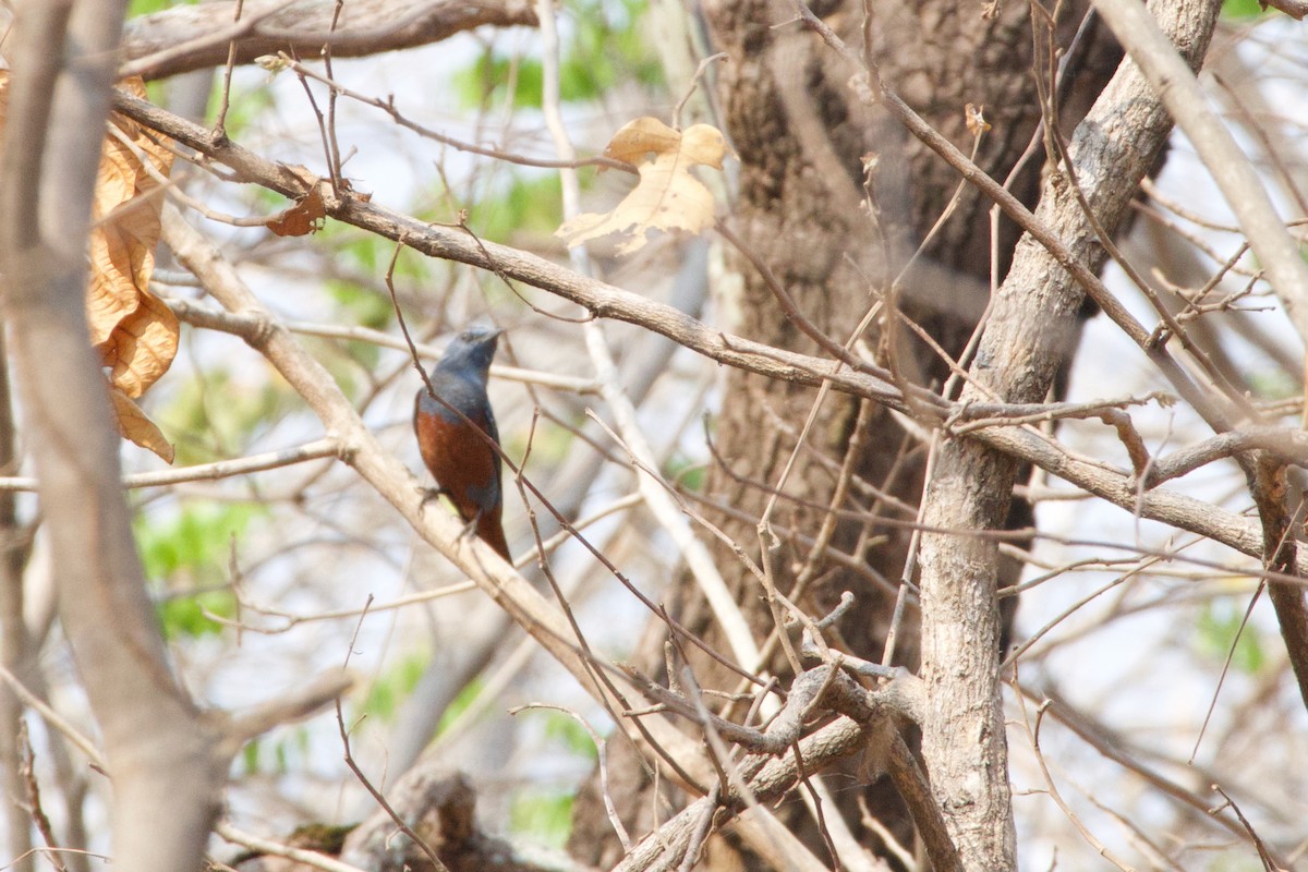 Blue Rock-Thrush (philippensis) - ML615531346