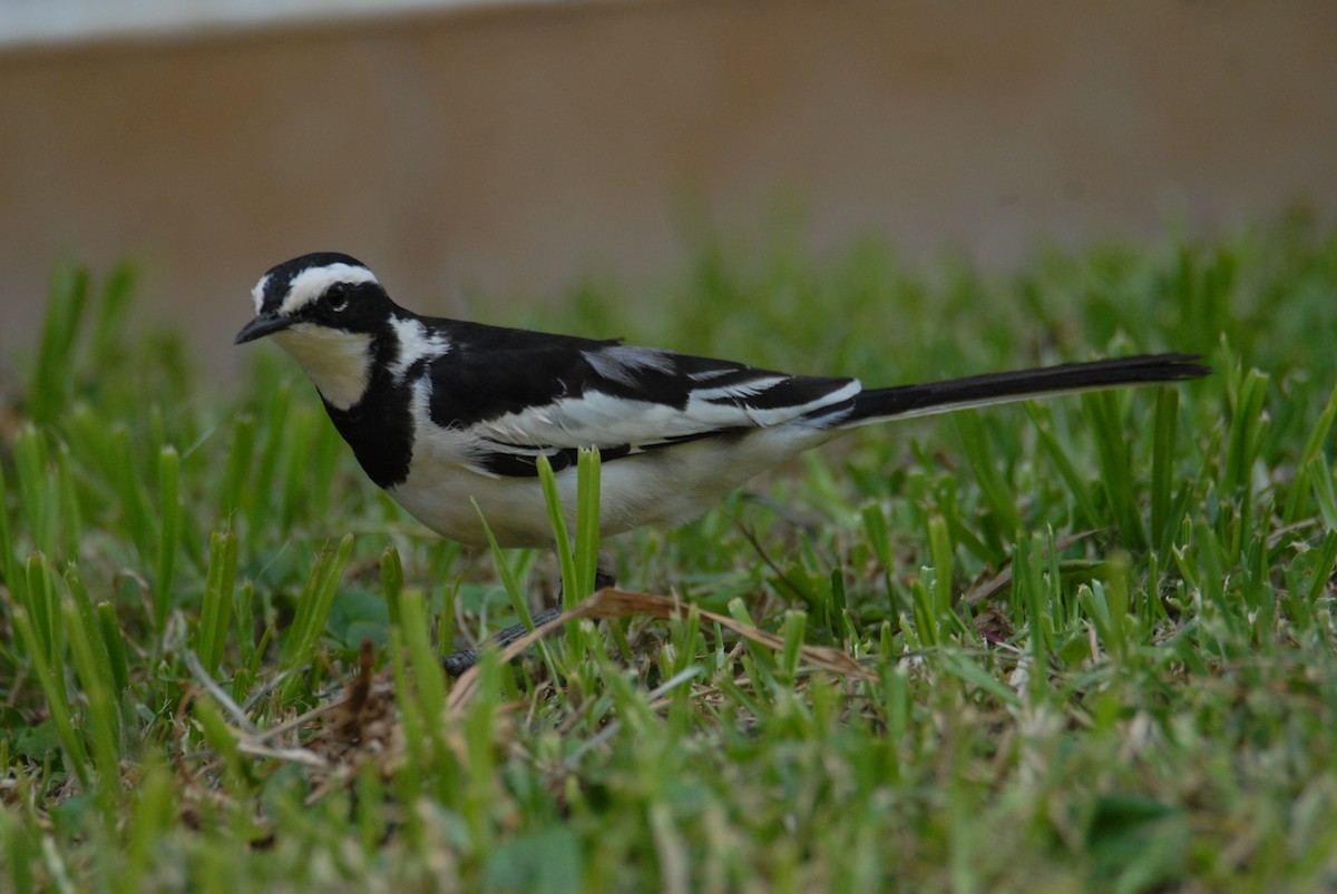 African Pied Wagtail - ML615531354