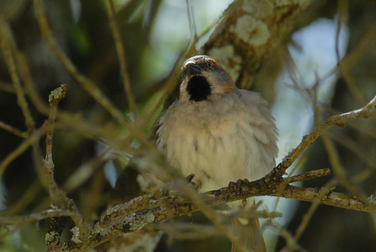 Kenya Rufous Sparrow - ML615531356