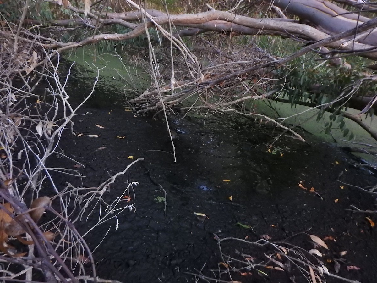 Australian Crake - ML615531361