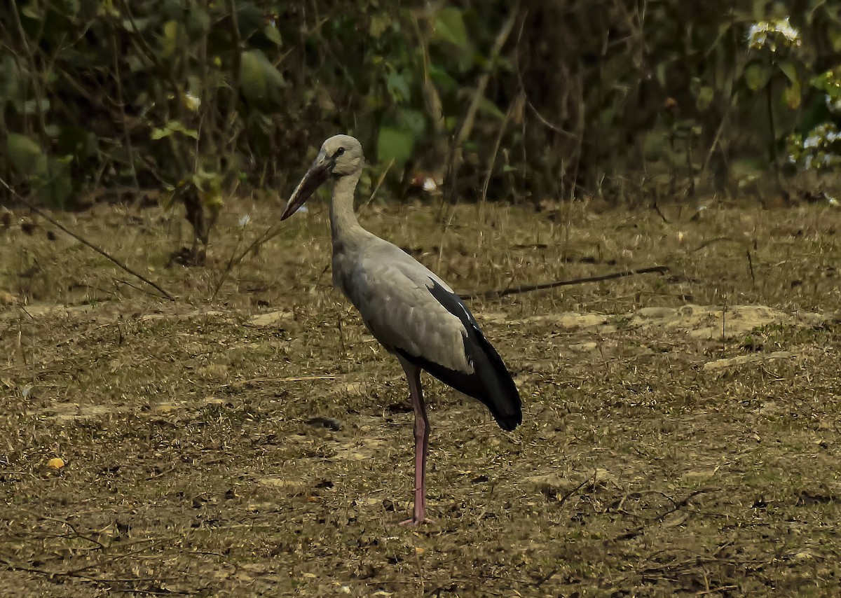 Asian Openbill - ML615531372