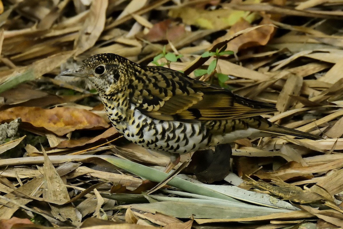 Scaly Thrush - ML615531390