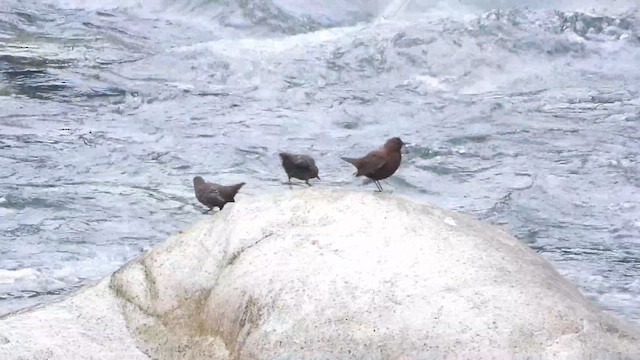 Brown Dipper - ML615531391