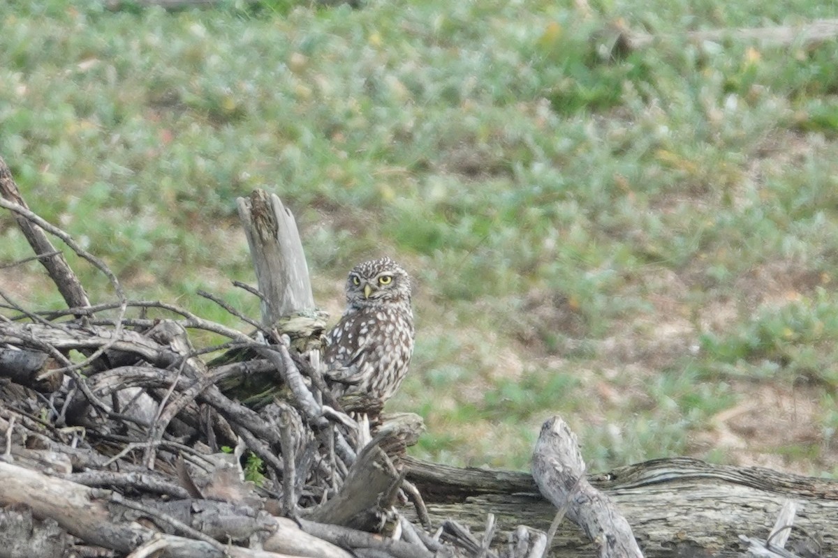 Little Owl - Tapani Pöytäniemi