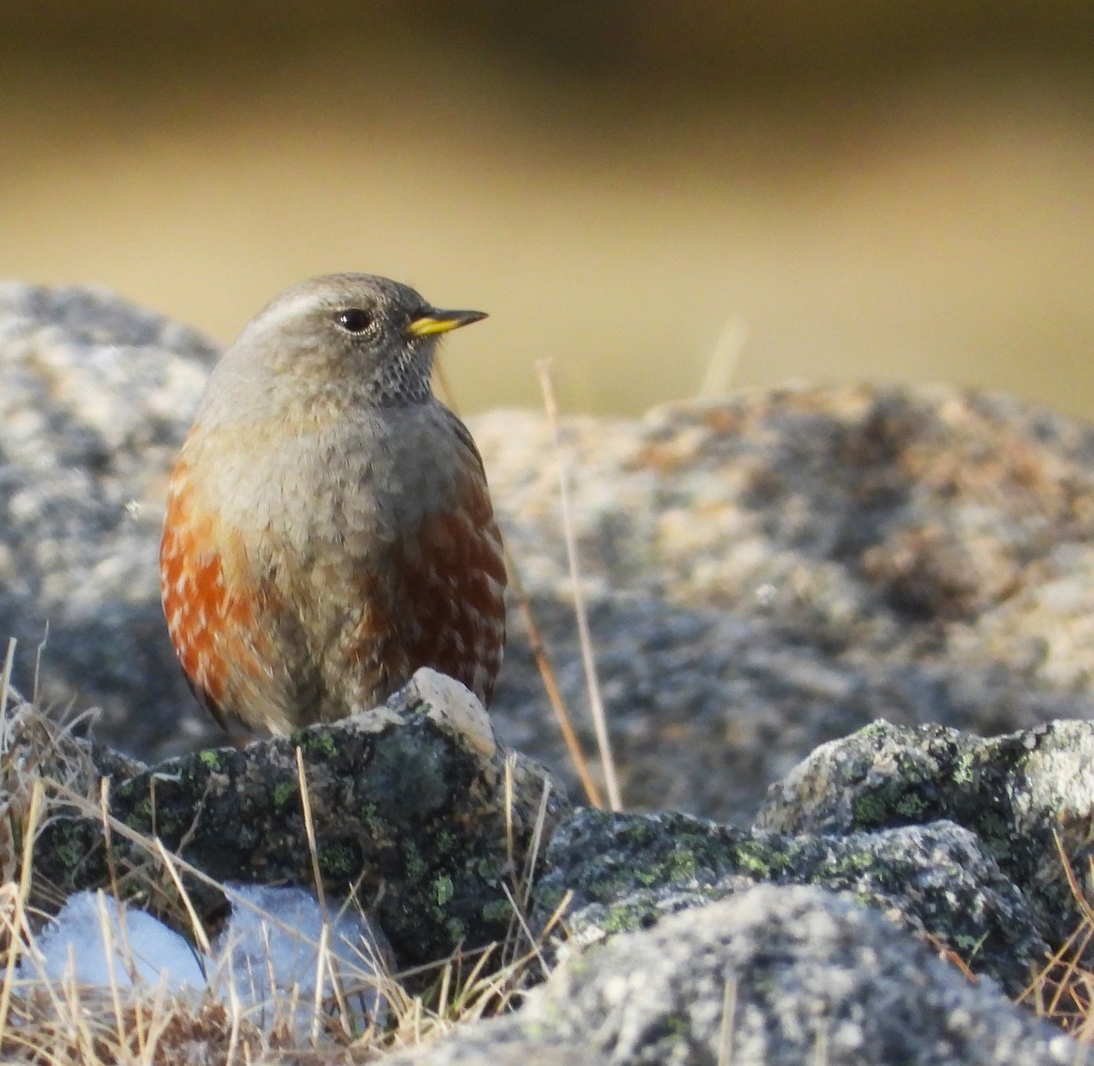 Alpine Accentor - ML615531473