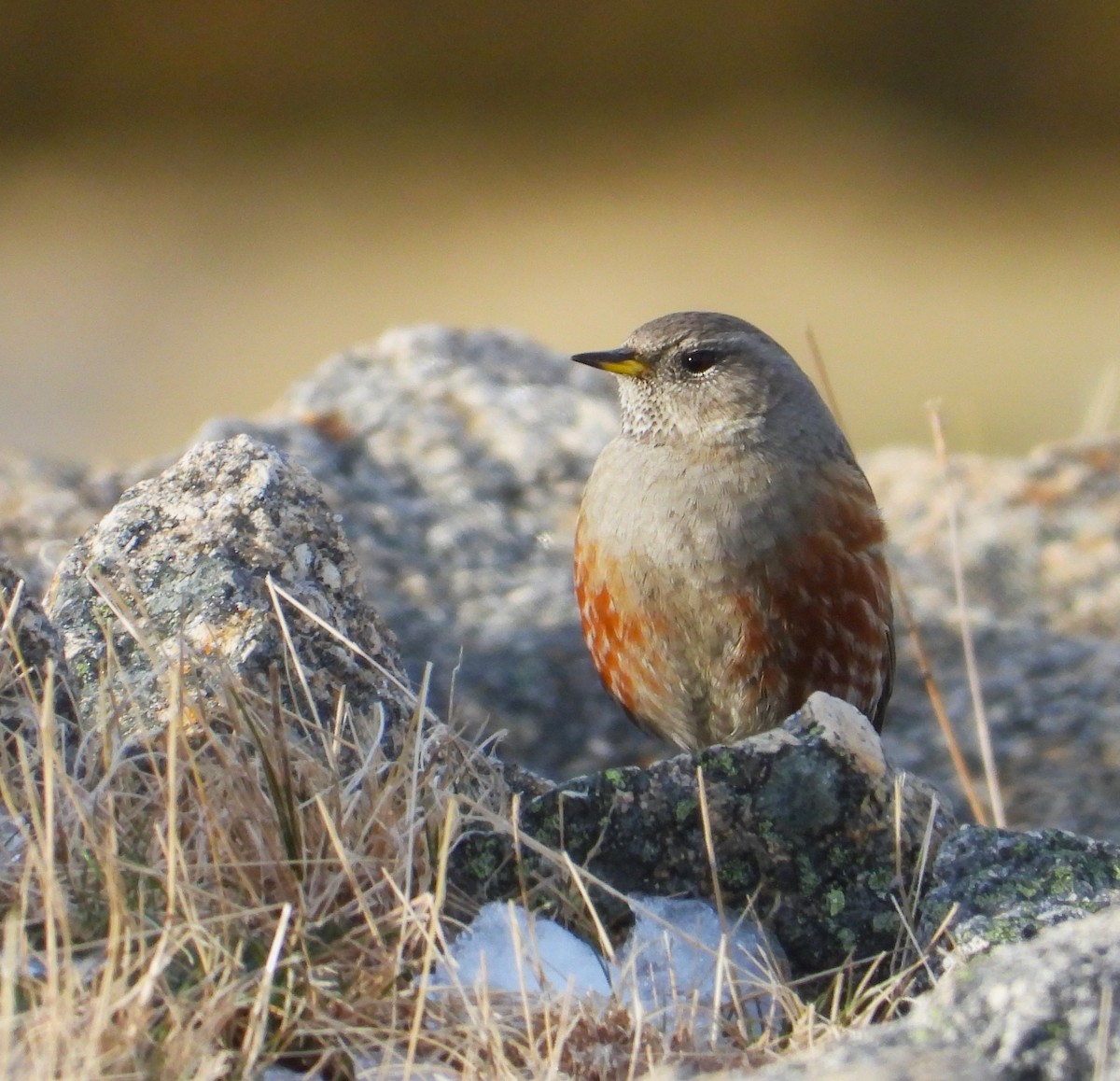 Alpine Accentor - ML615531474