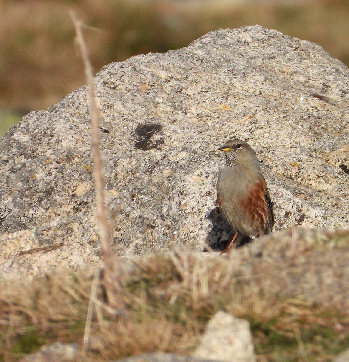 Alpine Accentor - ML615531475