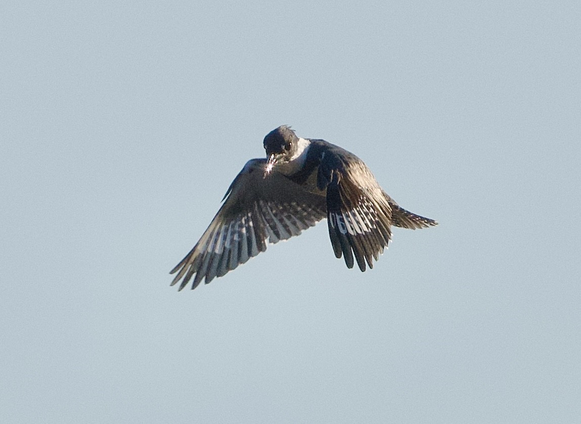 Belted Kingfisher - ML615531525