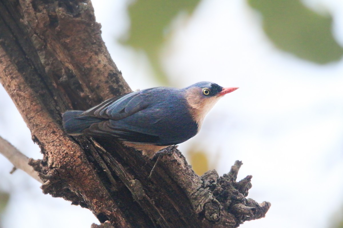 Velvet-fronted Nuthatch - ML615531549