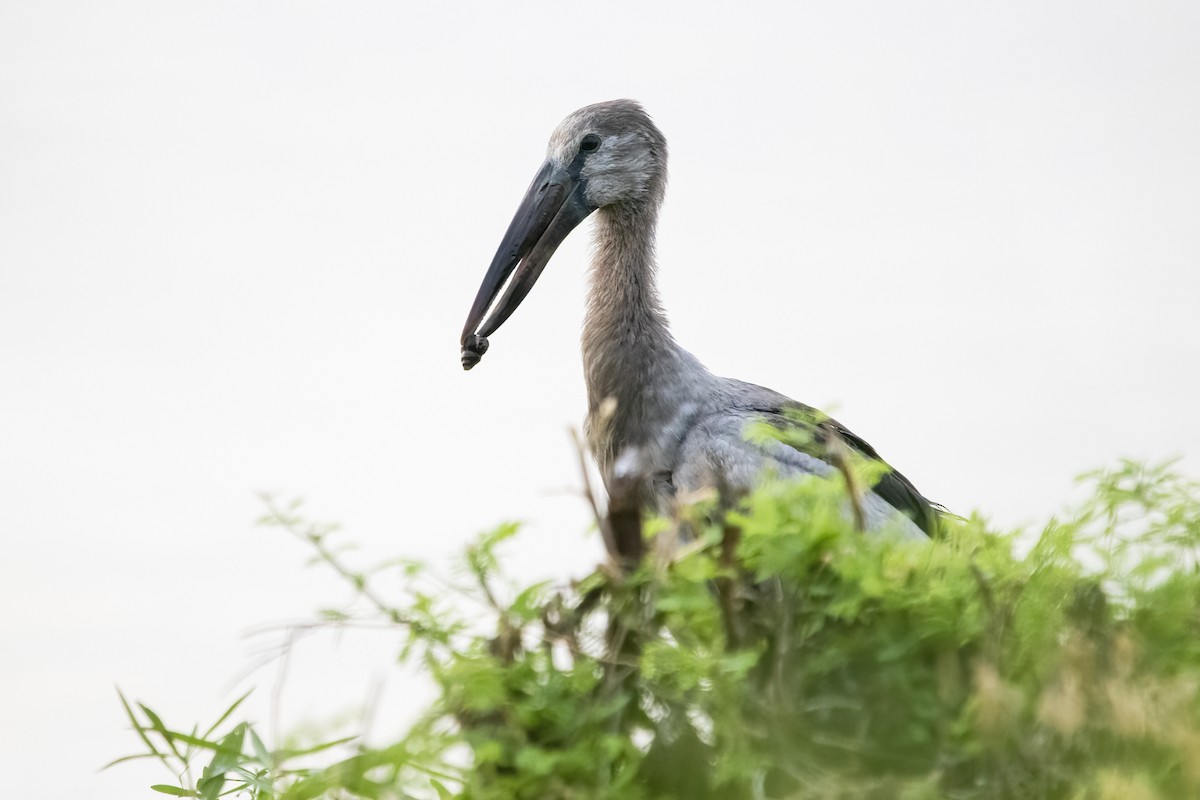 Asian Openbill - ML615531571