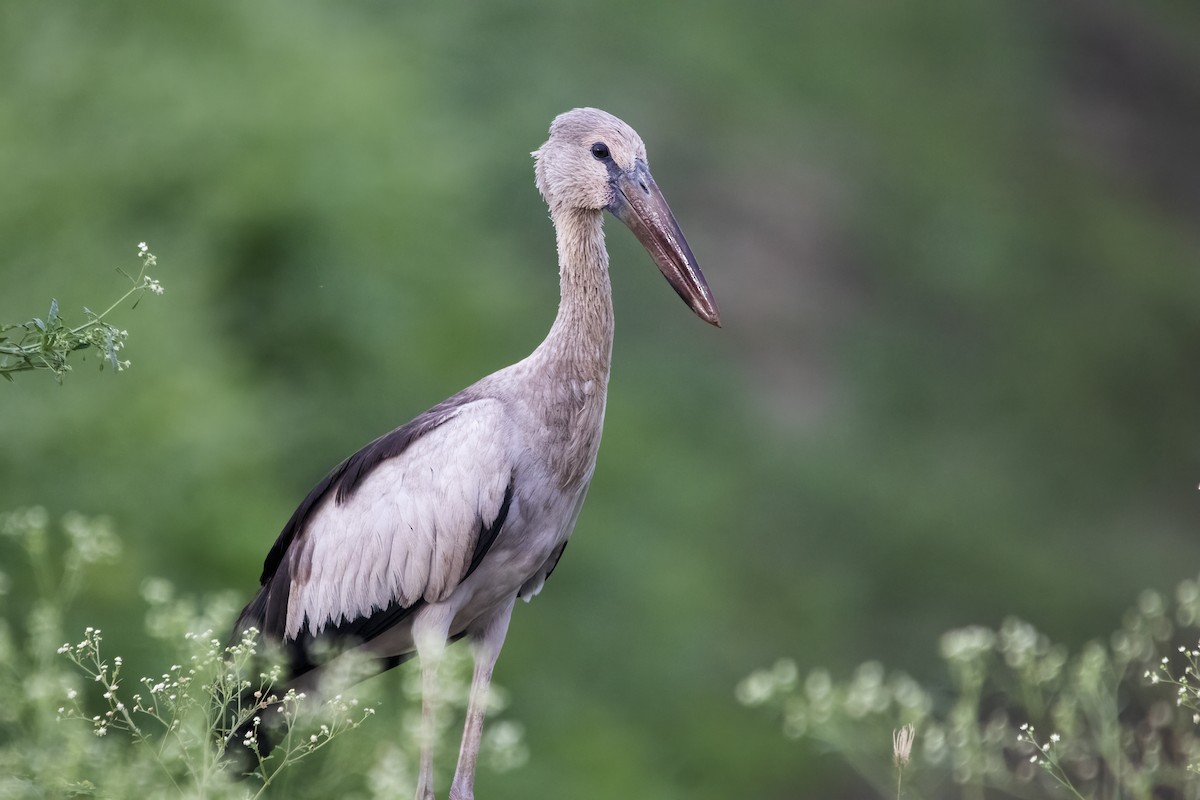 Asian Openbill - Ravi Jesudas