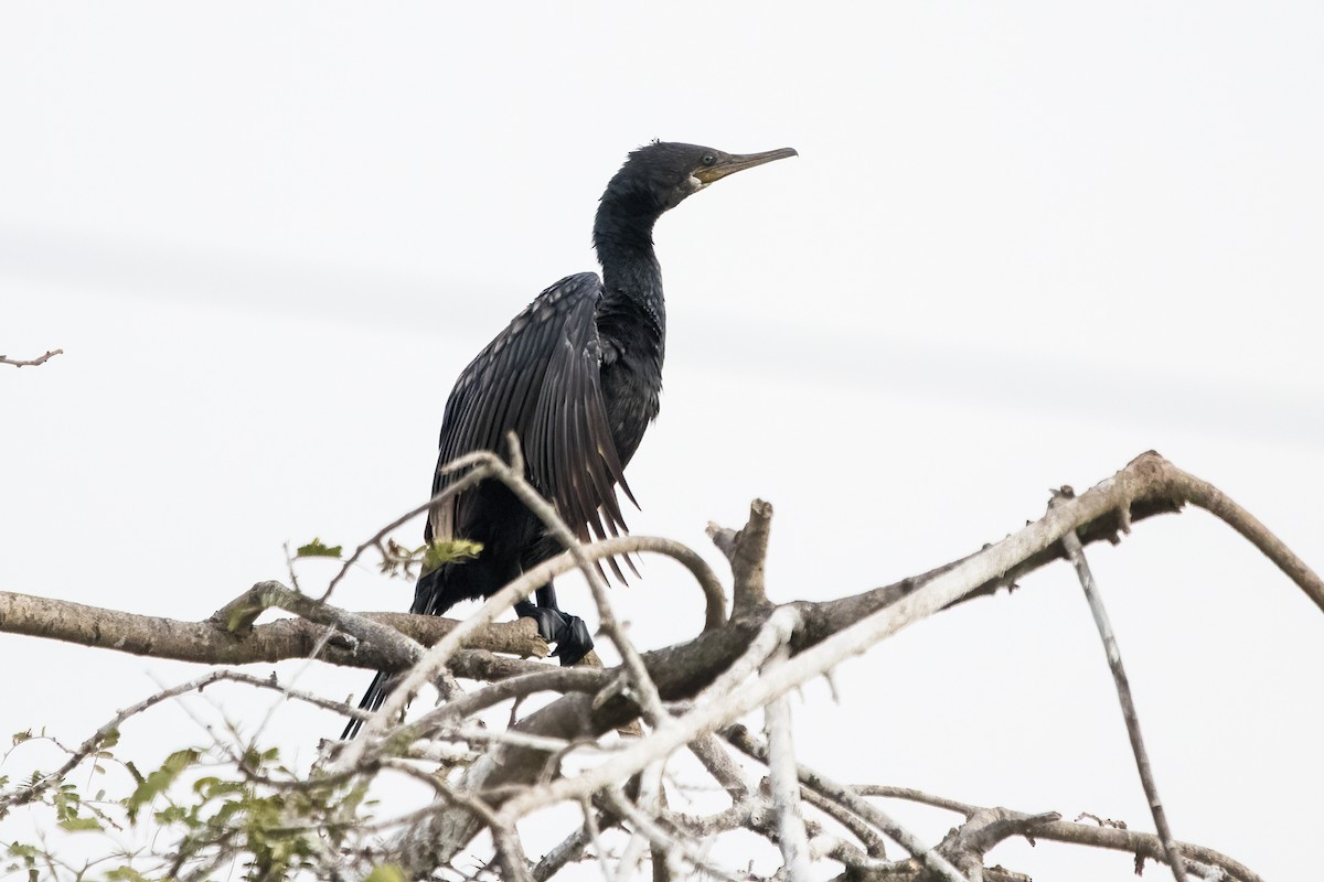 Indian Cormorant - ML615531575