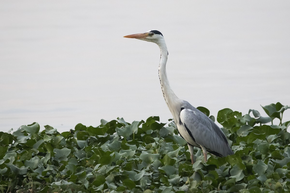 Gray Heron - ML615531585