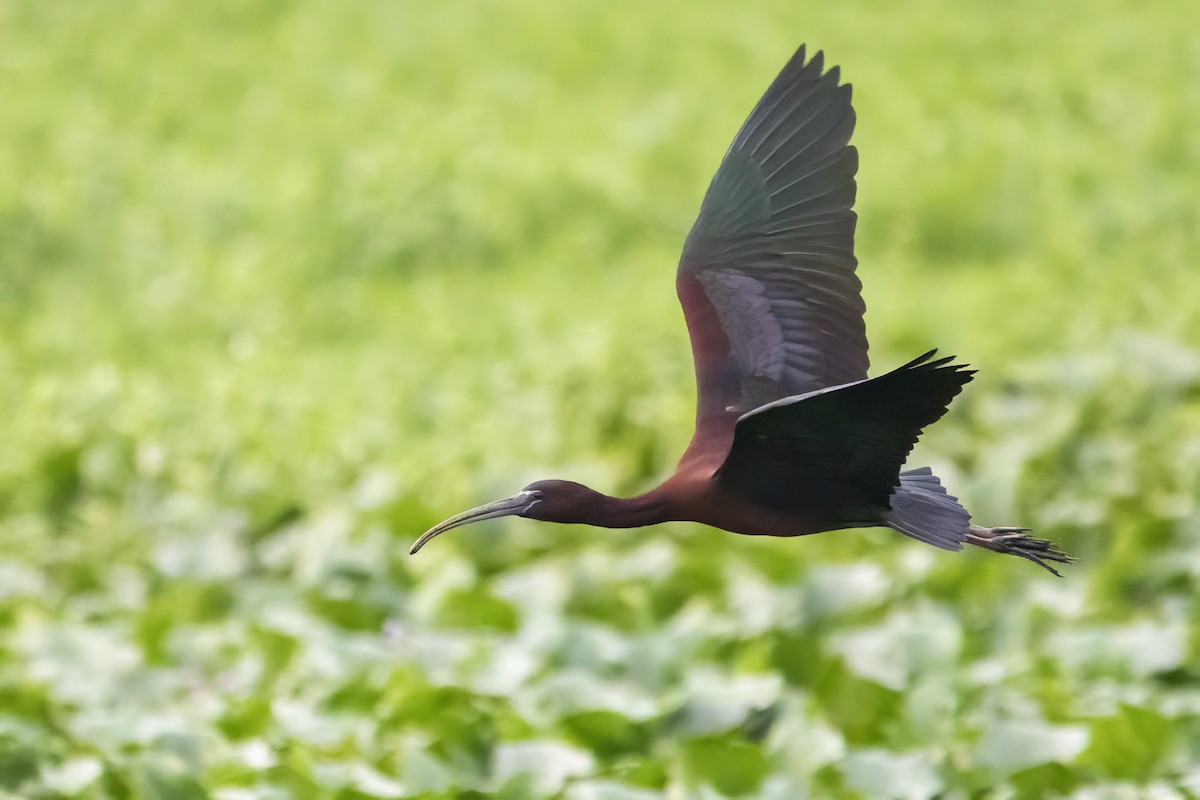 Glossy Ibis - ML615531589