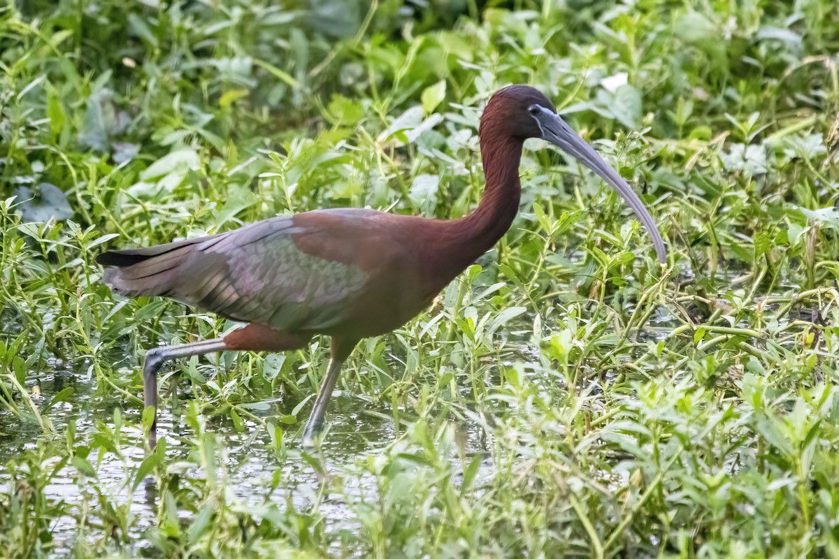 Glossy Ibis - ML615531591