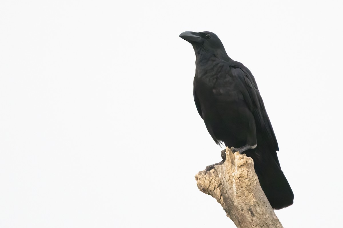 Corbeau à gros bec - ML615531616