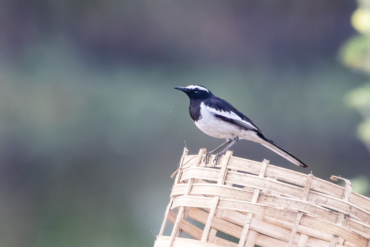 White-browed Wagtail - ML615531651