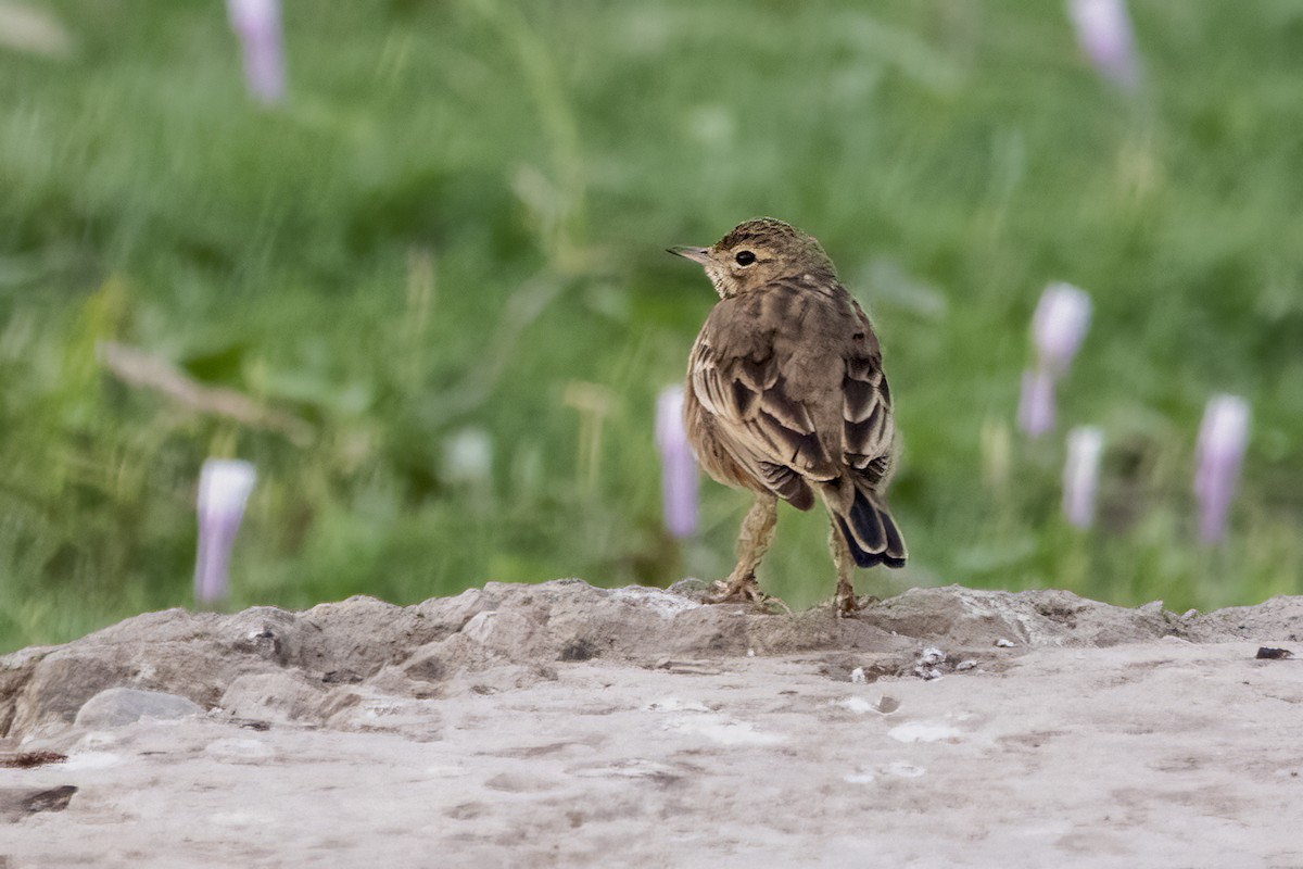 Paddyfield Pipit - ML615531655