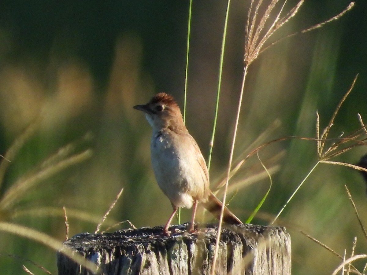 Tawny Grassbird - ML615531676