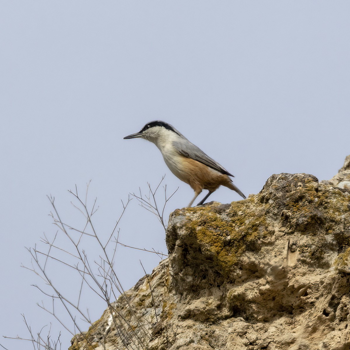 Eastern Rock Nuthatch - ML615531716