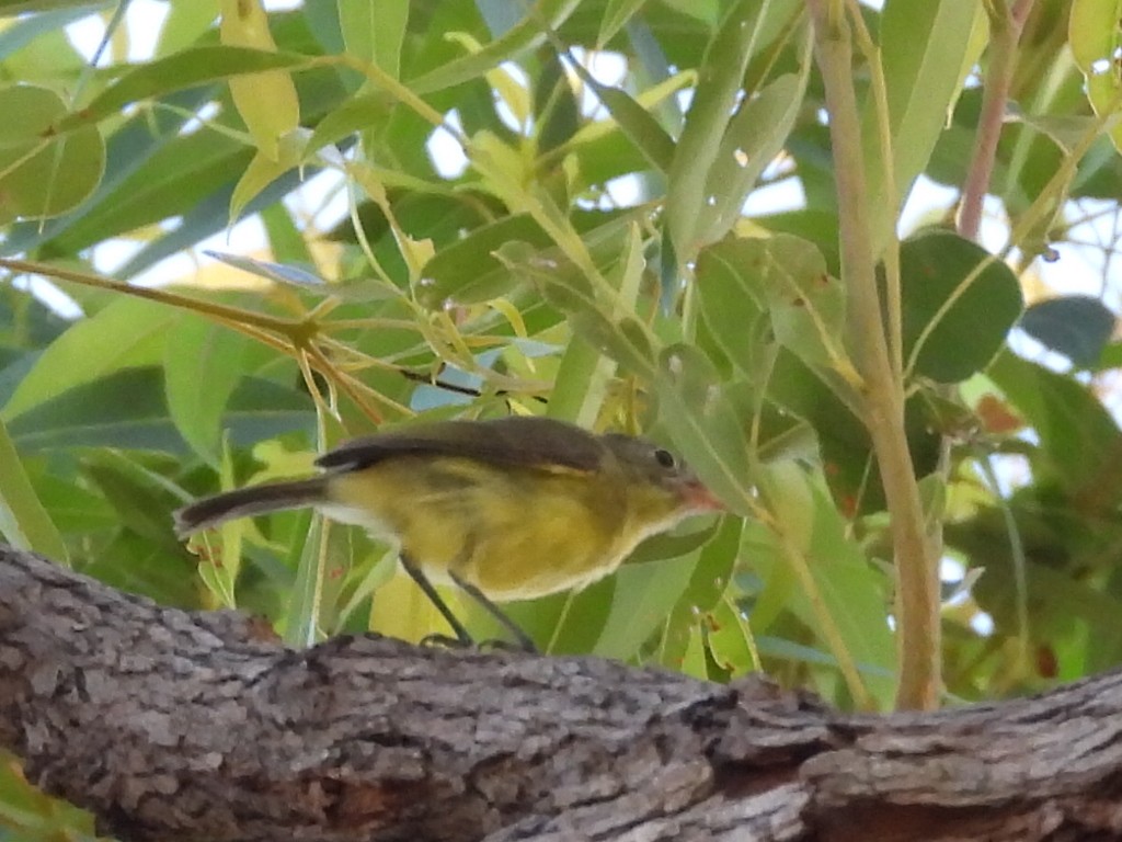 Fairy Gerygone - Scott Fox