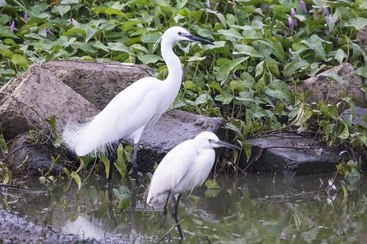 Little Egret - ML615531739