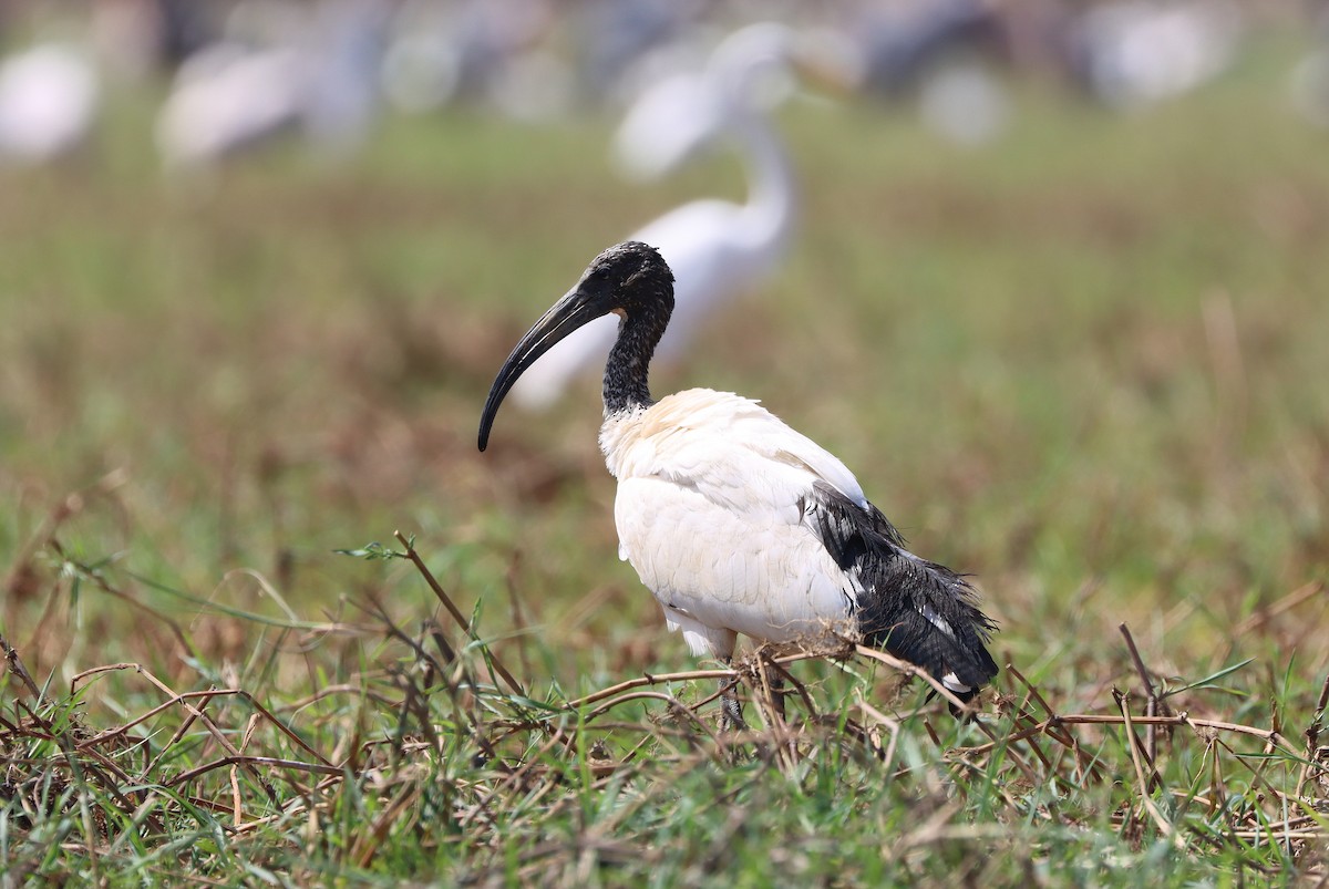 African Sacred Ibis - Julien Birard