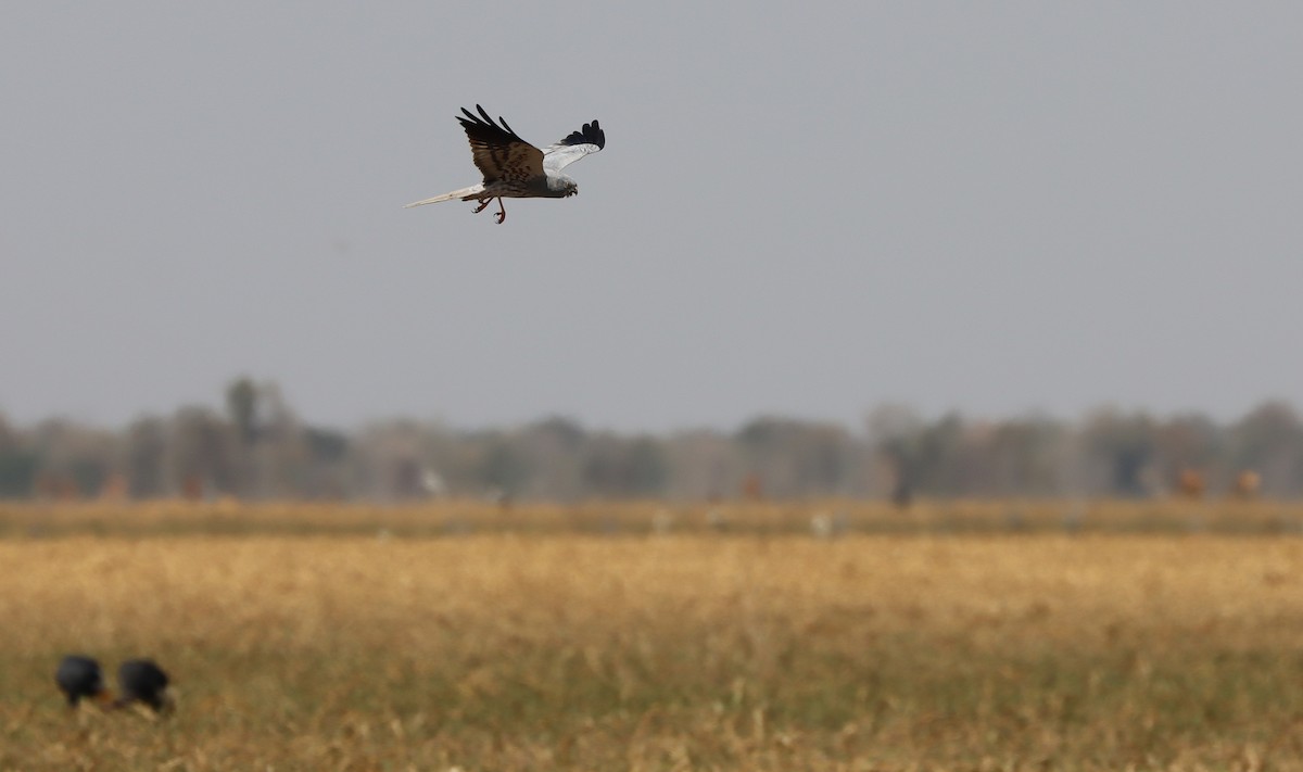 Montagu's Harrier - ML615531780