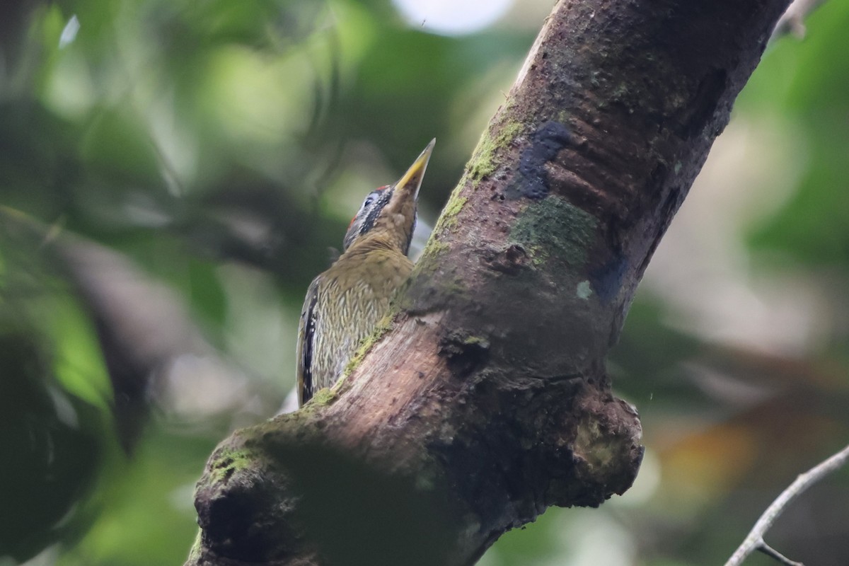 Laced Woodpecker - Fadzrun A.