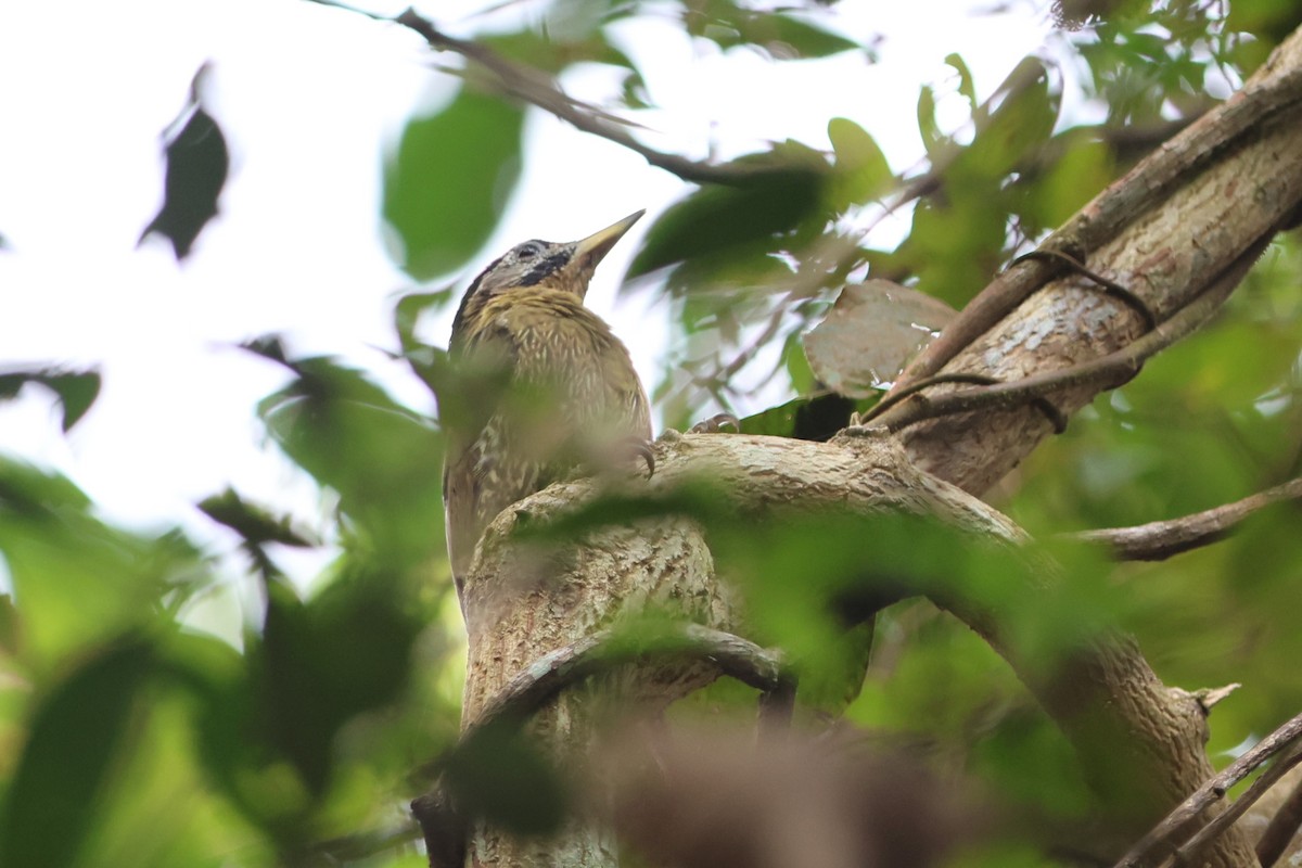 Laced Woodpecker - Fadzrun A.