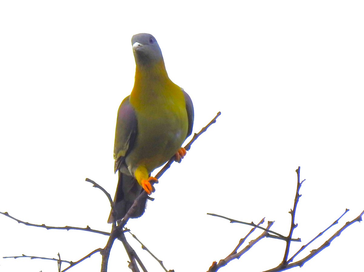 Yellow-footed Green-Pigeon - ML615531804