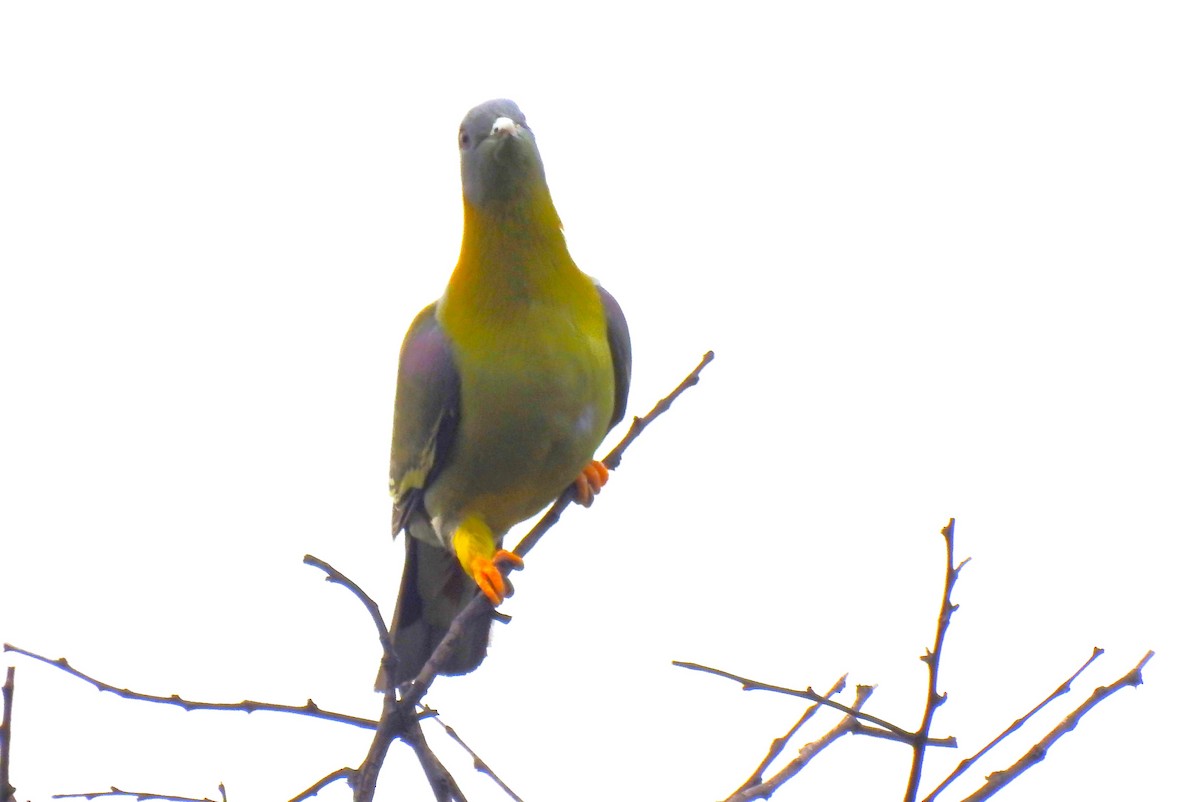 Yellow-footed Green-Pigeon - ML615531805