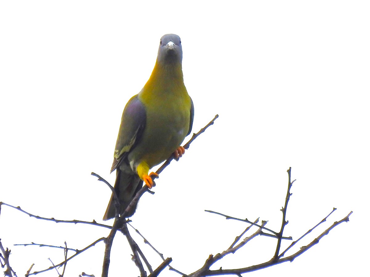 Yellow-footed Green-Pigeon - ML615531806