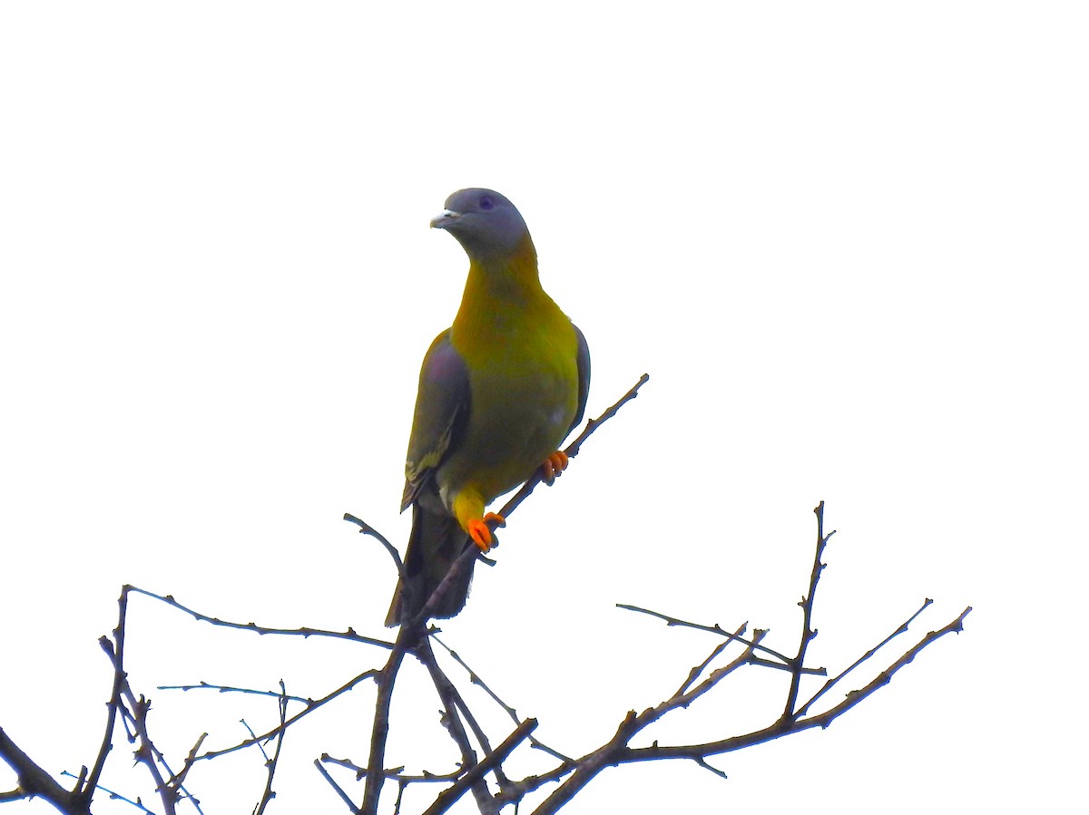 Yellow-footed Green-Pigeon - ML615531807