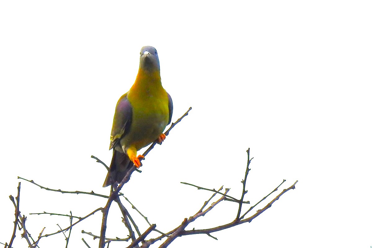 Yellow-footed Green-Pigeon - ML615531808
