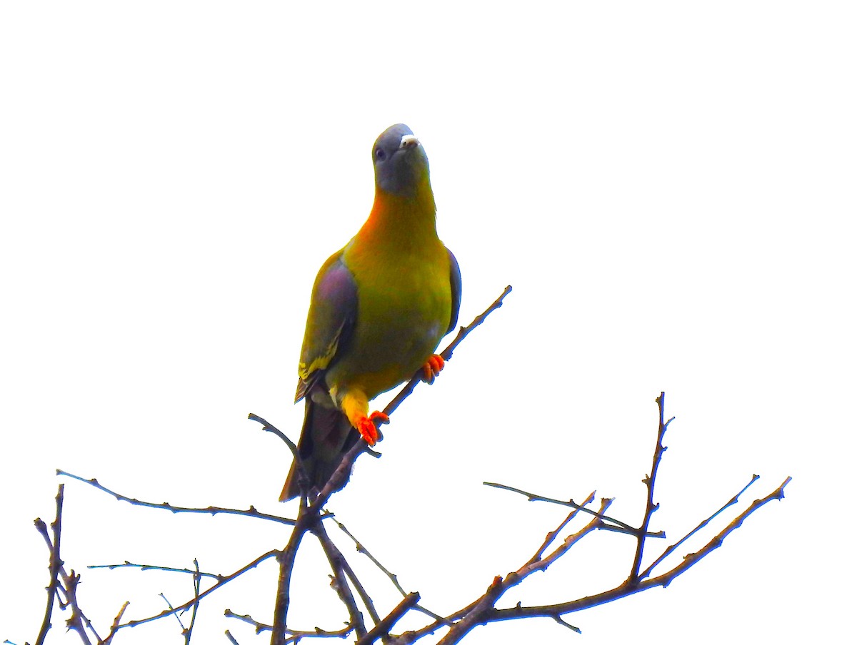 Yellow-footed Green-Pigeon - ML615531809