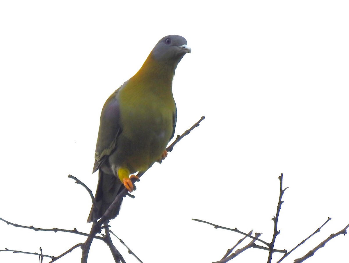 Yellow-footed Green-Pigeon - ML615531819