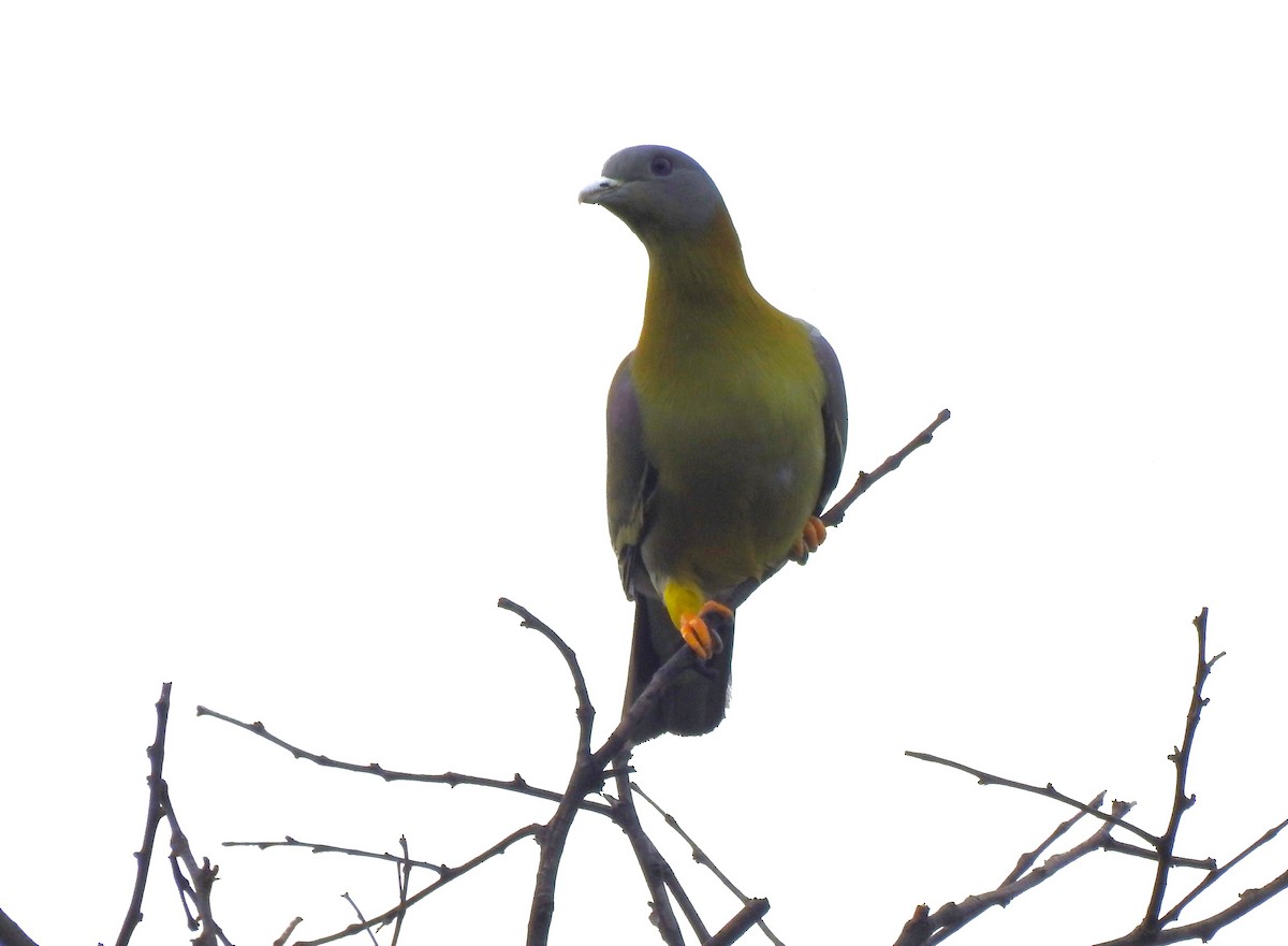 Yellow-footed Green-Pigeon - ML615531825